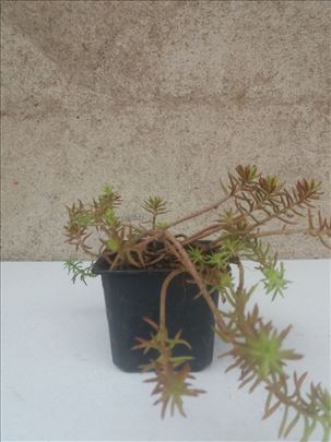 Sedum angelina