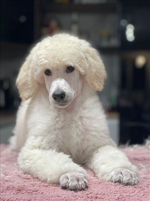 Standard poodle / Velika pudla 