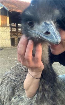 Emu