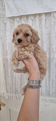 Maltipoo, štene