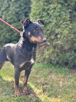 Hitno – Ogi traži dom!