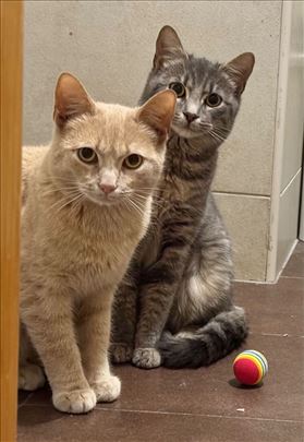 Žuto i Sivo mače, mlade mačke traže dom 