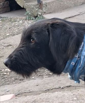Poklanjam Daču