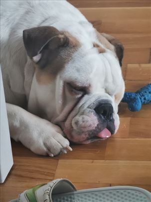 Buldog, mlad pas