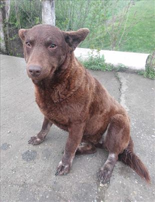 Udomi mešanku labradora Meri 