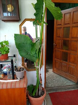 Sobno cveće - adam , filadendron