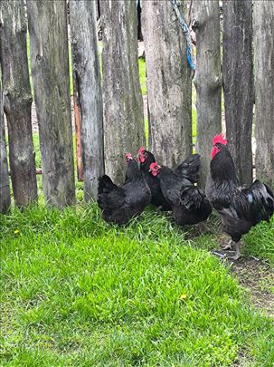 Jaja od rasne živine, Saseks,Australorp, Leghorn