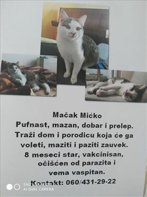 Mešanac, mlada mačka