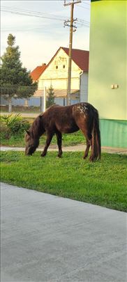 Poni kobilica 