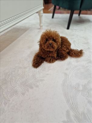 Teddy bear pudle crvene