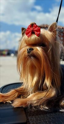 Jorkširski terijer uvežen iz Rusije za parenje