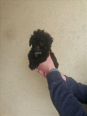 Maltipoo najmanji tea cup i mini štenad