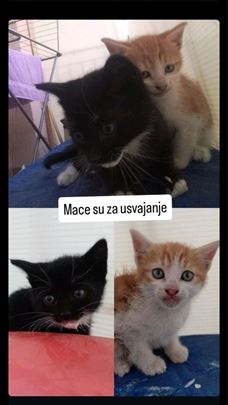 Mačići hitno traže dom