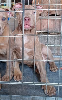 Pitbull Pit bul terrier