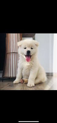 Akita inu, štenci