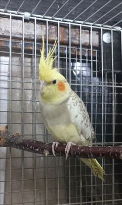 Nimfe