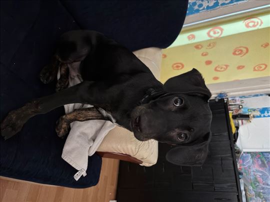 Muško Štene star 4. meseca trazi dom pun ljubavi