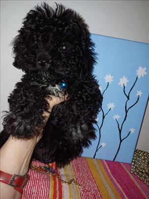 TOY pudla.stene, decak