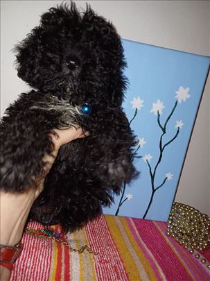TOY pudla.stene, decak