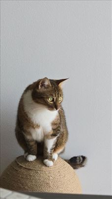 Čuvanje mačaka - Cat sitting - Vračar