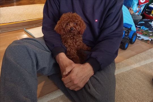 Pudla (China, Core) parenje