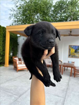 Štene za udomnjavanje