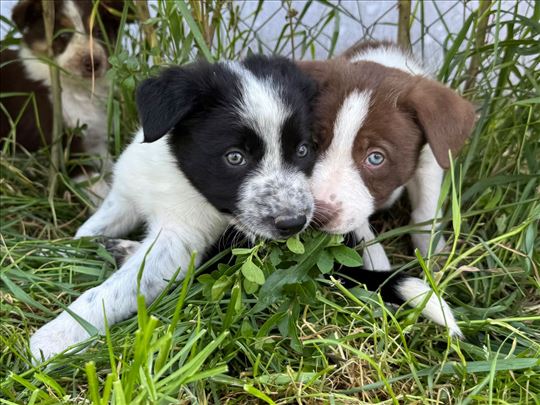 Border collie/ Border koli štenci