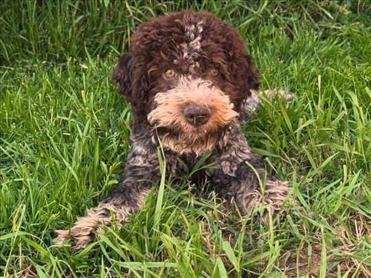 Lagotto romagnolo štenci