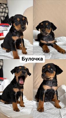 Postanite voljena porodica za devojčicu Buločku