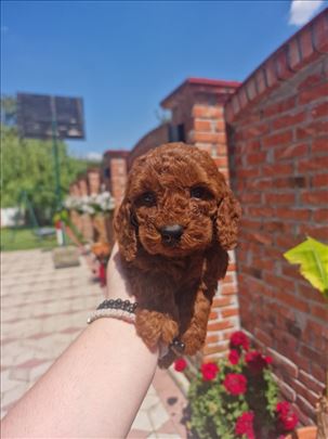 Toy i teacup pudle 