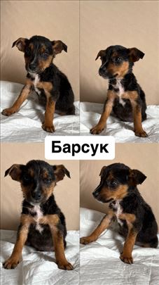 Usvojite nežnog dečaka štene Barsuka