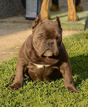 American Bully štenci