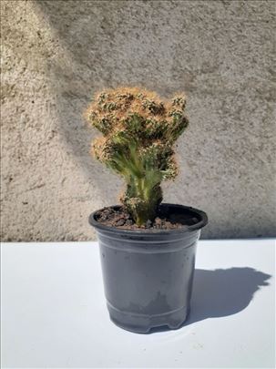 Kaktus stena