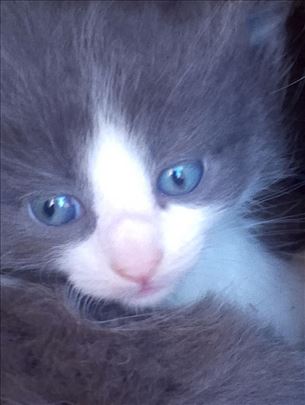 Maine Coon, mače