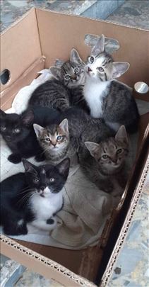 Mali macici traze dom