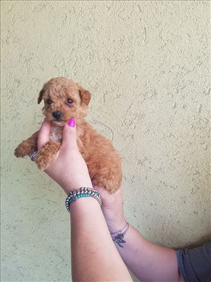 Maltipoo najmanji tea cup i mini štenad