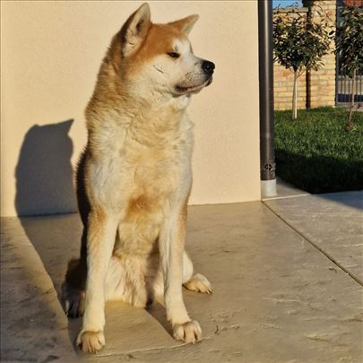Japanska Akita Inu,mužijak spreman za parenje.