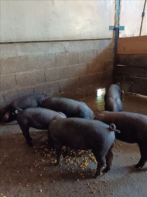 "Moravke" prasad i nazimice