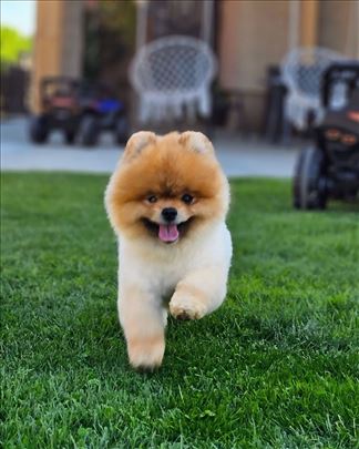 Pomeranac za parenje