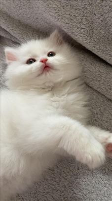 Turska Angora , mače