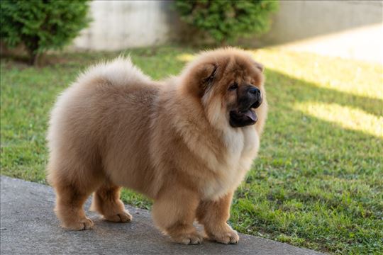 Čau-čau chow chow štene