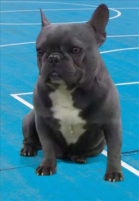 Francuski buldog-Blue Micro extreme Gorilla