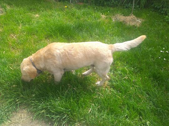 Labrador retriver, mlad pas