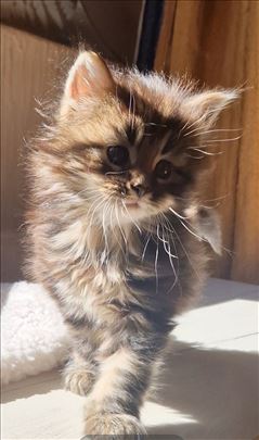 Maine Coon devojčica