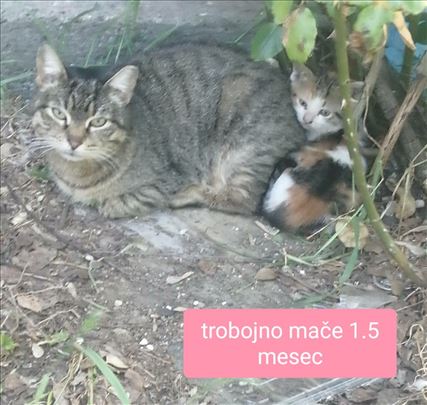 Poklanjamo umiljate mačiće i mačke, vakcinisane