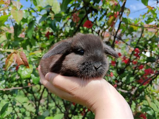 Džepni mini kunići 