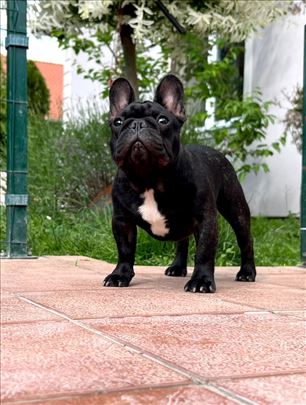 Francuski buldog muško štene 5,5 mes.- VP1, BOB !