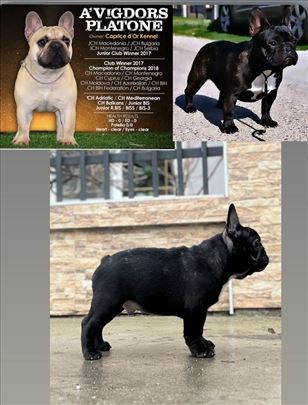 Francuski buldog muško štene 5,5 m.- top !