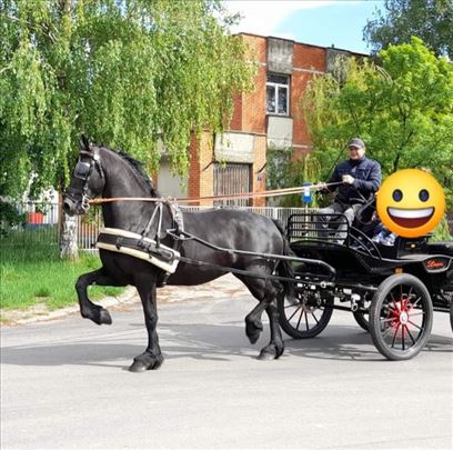 Frzijska kobila