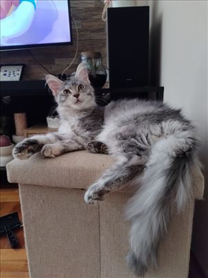 Maine Coon, mačići s rodovnikom
